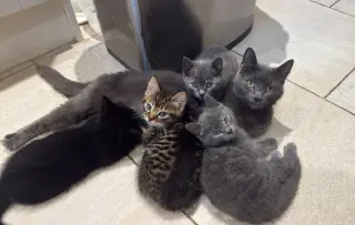 Dos gatitas y dos gatitos de raza British Shorthair.