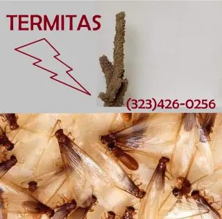 FUMIGACIONES TERMITAS EAST LOS ANGELES
