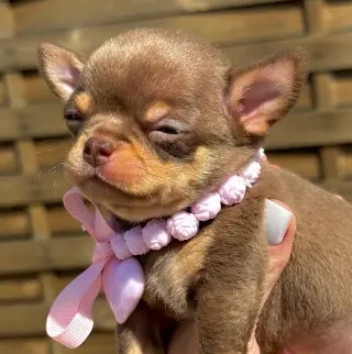 Adorable Cachorro Chihuahua en Venta