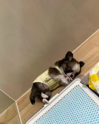 Adorable Cachorro Chihuahua en Venta