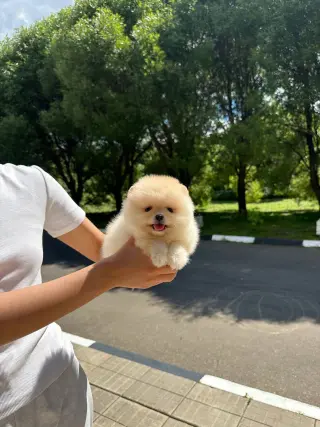 Summer Puppies Ready for New Family