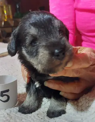 Miniature schnauzer puppies