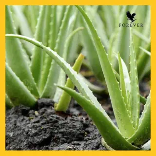 AloeVera productos shop online