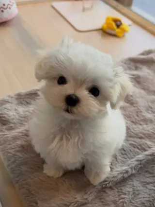 Cachorro Maltés Disponible