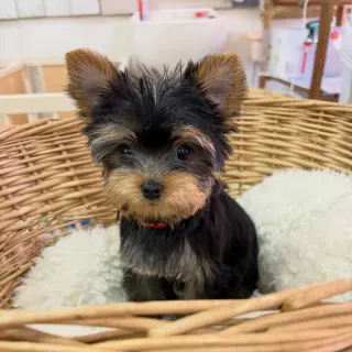 Adorable Yorkshire Terrier Puppies for Sale