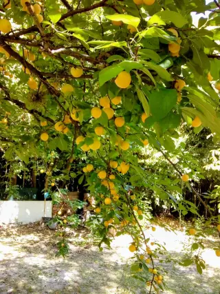 CHALET EN SIERRAS DE CÓRDOBA: SILENCIO, TERRENO, FRUTALES