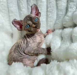 Beautiful sphynx kitten