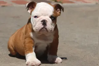 Adorable English Bulldog Puppy for Sale