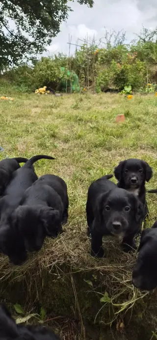 Adorable Black Labrador Puppies for Sale