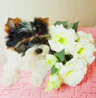 Cachorros Yorkshire Terrier
