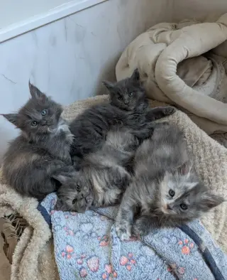 4 gatitos Maine Coon con pedigrí TICA