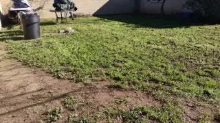 Corte de pasto limpieza con sopladora