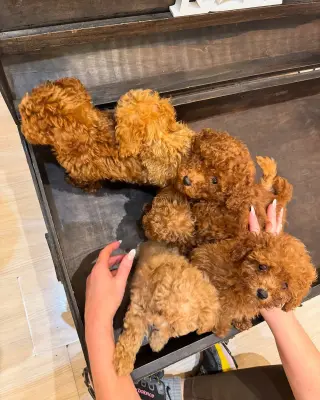 Adorables Cachorros de Poodle en Venta