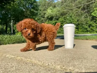Hermoso Cachorro Poodle Toy en Venta