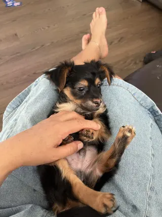 Adorable Perro Pequeño en venta
