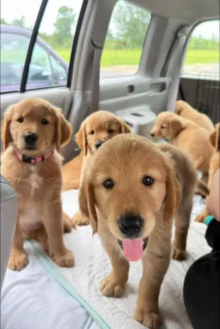 Golden retriever paradise
