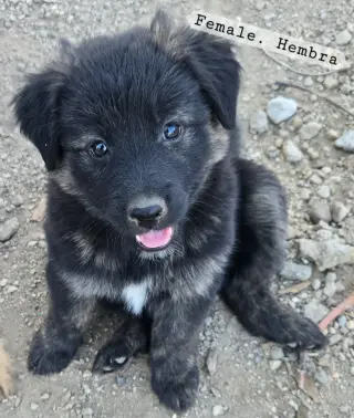 Cachorros en adopción $50
