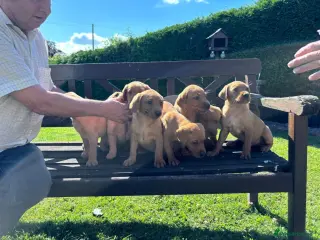 Introducing our adorable 9-week-old Labrador Retriever puppies.