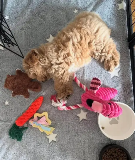 lovely puppy