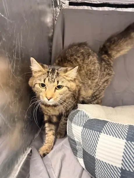 LEIA