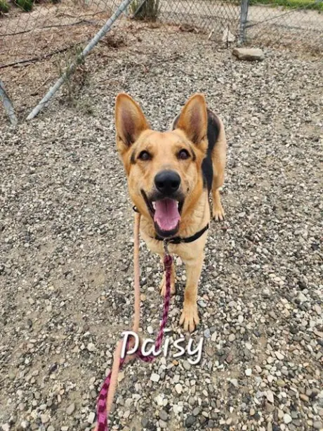 DAISY