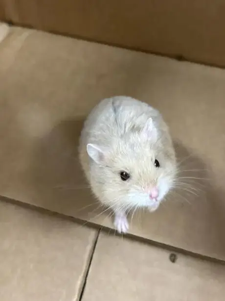 *MALLOW