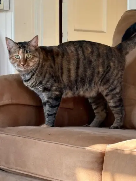 Sister Cat 1