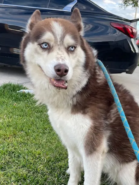 (RESCUE ONLY)