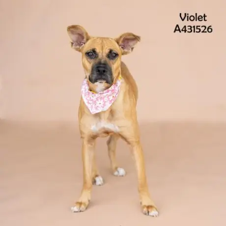 VIOLET