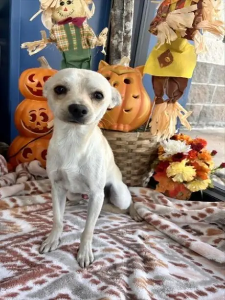 DIEGO