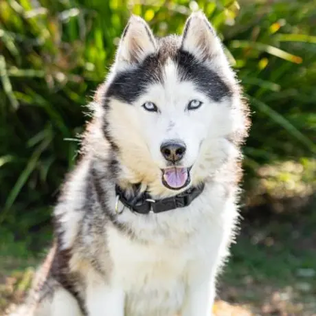 AUSSIE