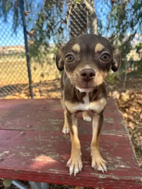 TRIXIE