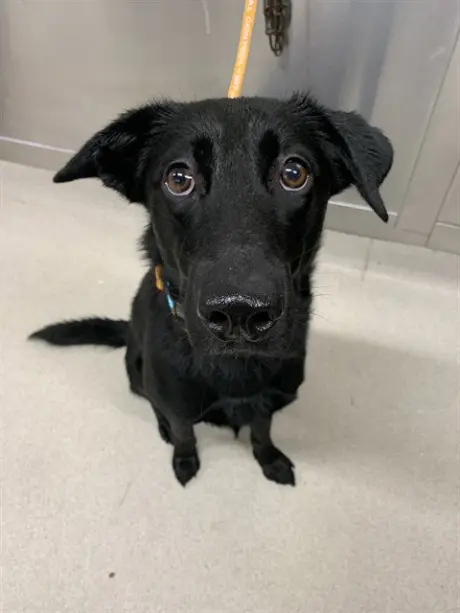 KODA
