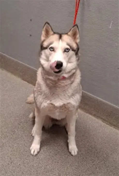 NALA
