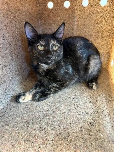 MINNIE
