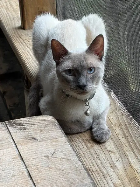 Bahbi