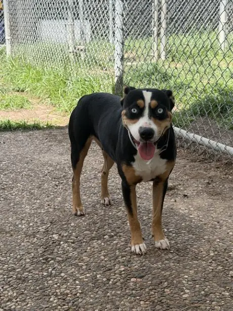 ROXIE
