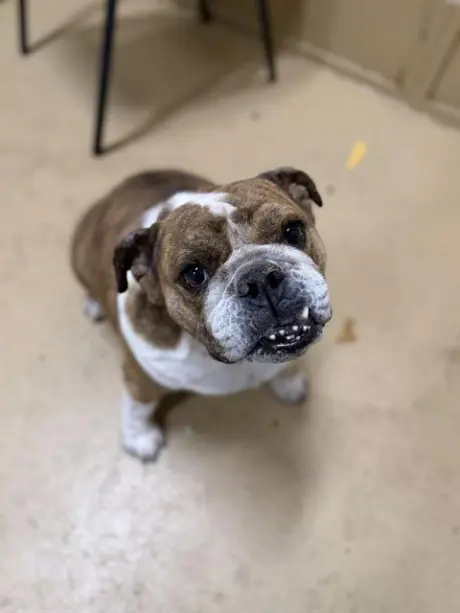 DAISY