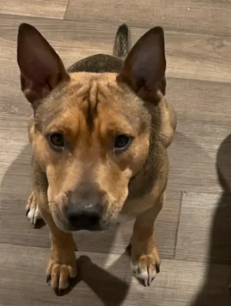 REX