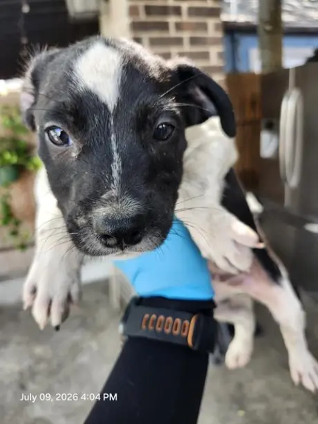 CHICO