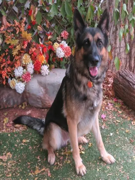 JAKE