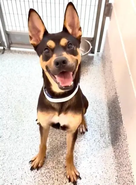 ROO