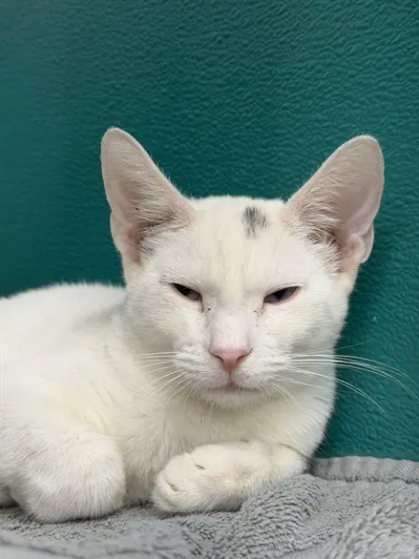 MEOWTH