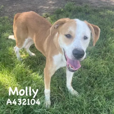 MOLLY