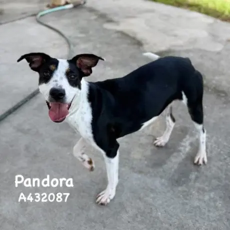 PANDORA