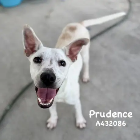 PRUDENCE
