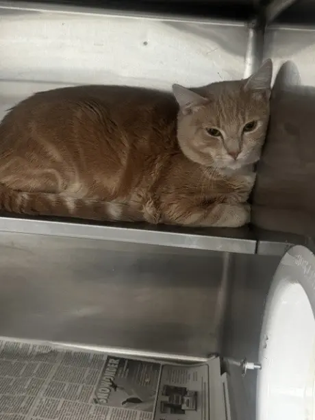 GARFIELD