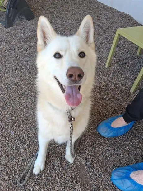 TIMBER