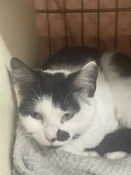 BELLATRIX