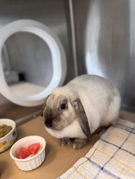 NIBBLES
